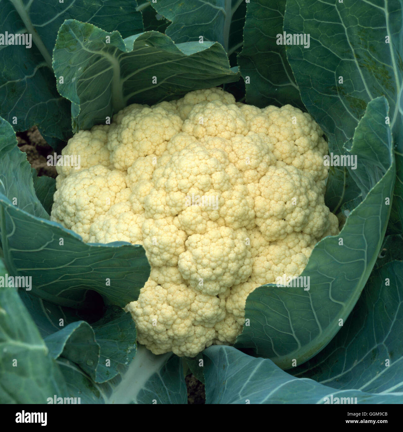 Cauliflower - `Rapido'   VEG104352 Stock Photo